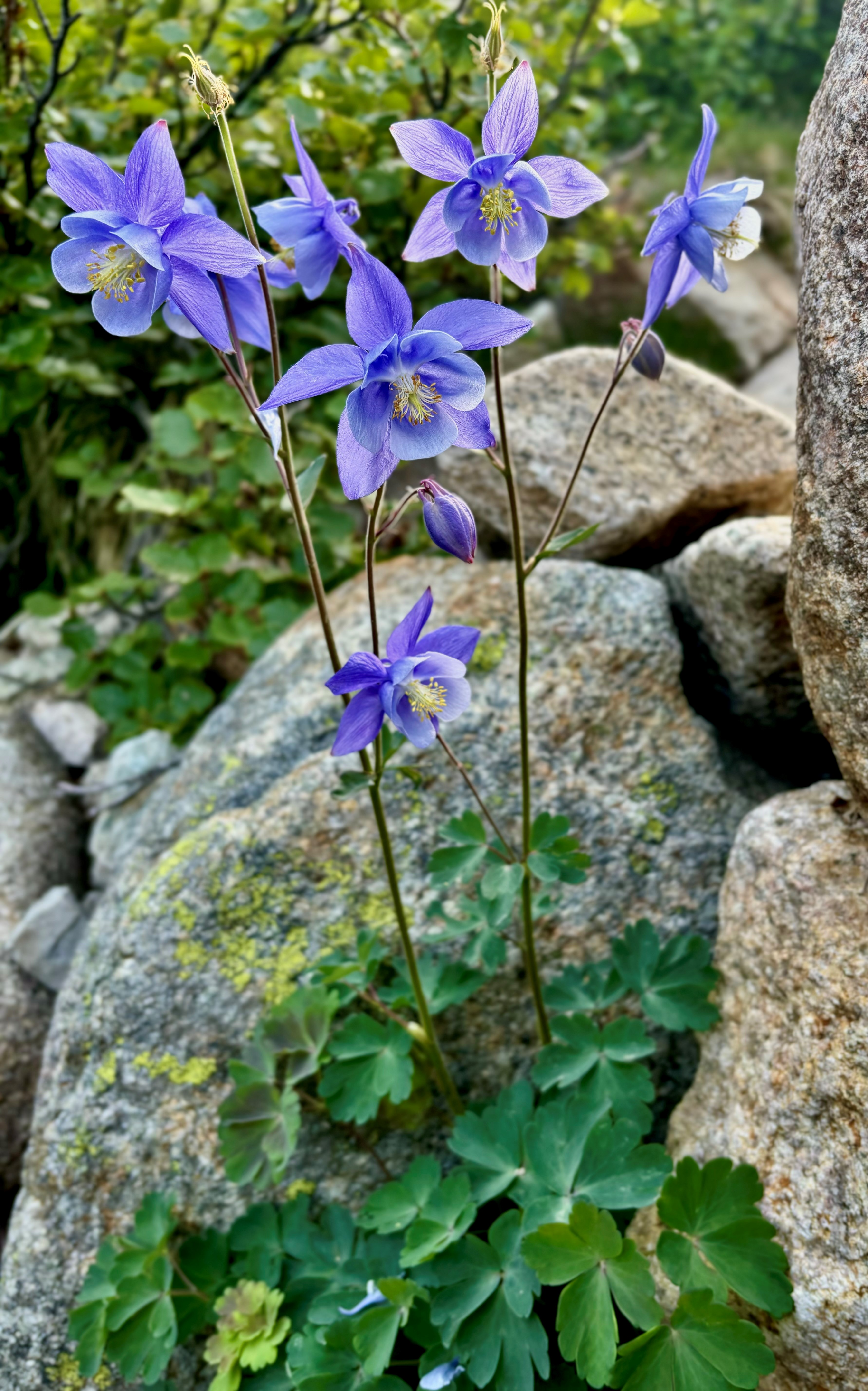 Superbe plante endémique du GR20