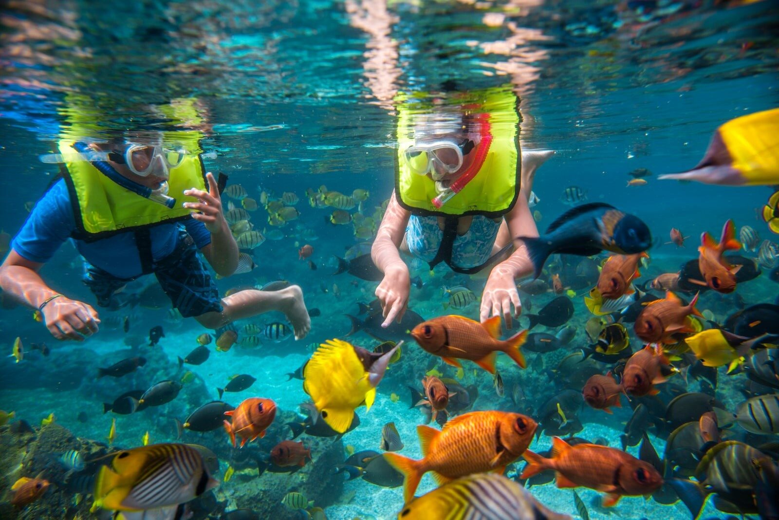 Deux visiteurs en apnée au milieu des poissons tropicaux de Rainbow Reef, à Aulani Deux visiteurs en apnée au milieu des poissons tropicaux de Rainbow Reef, à Aulani