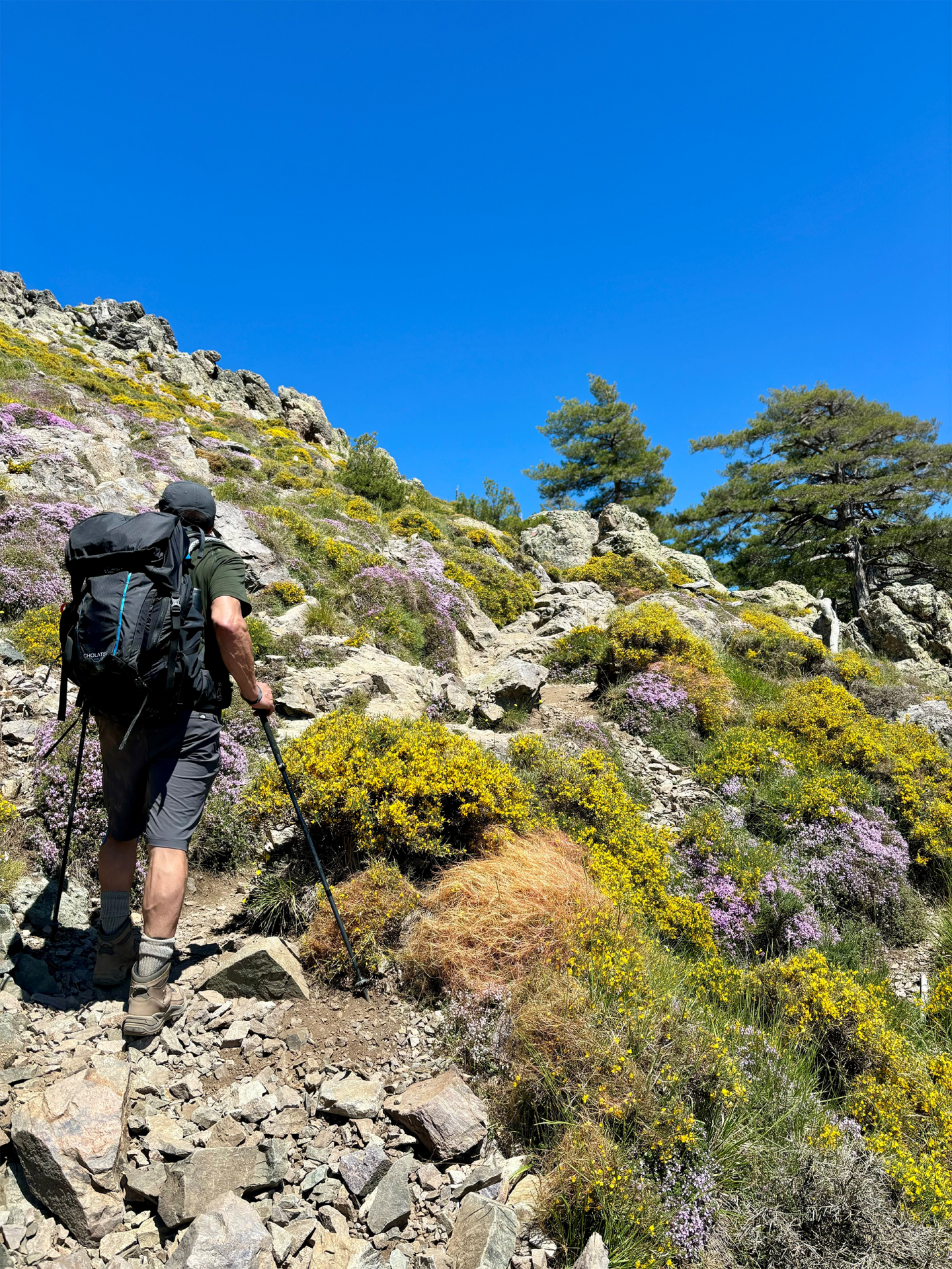 La beauté des maquis du GR20 La beauté des maquis du GR20
