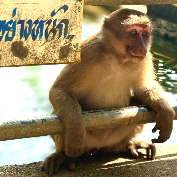 Singe sur un pont d undefined