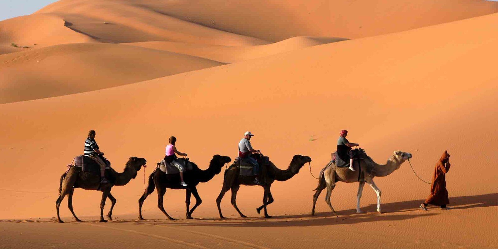 Caravane de dromadaires dans les dunes du désert marocain Caravane de dromadaires dans les dunes du désert marocain